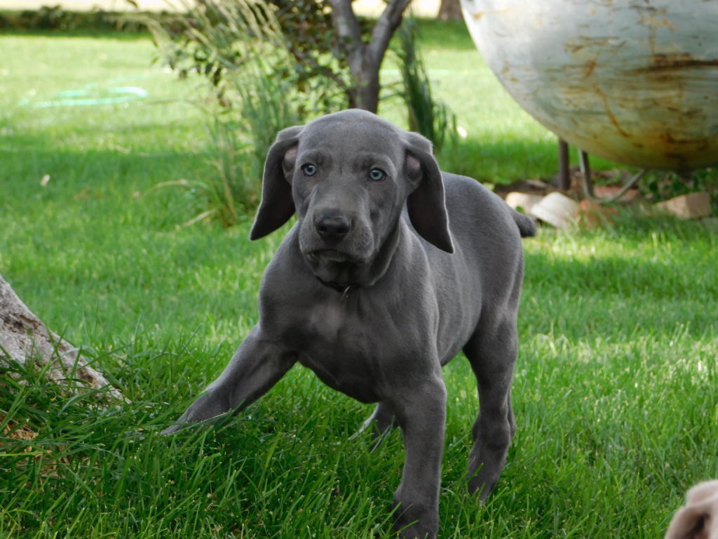 Baar None Weims Mom Skylar Dad Hunter We Are Ready For Our New Homes