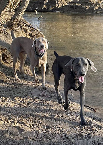 Biggie and Ace by the lake