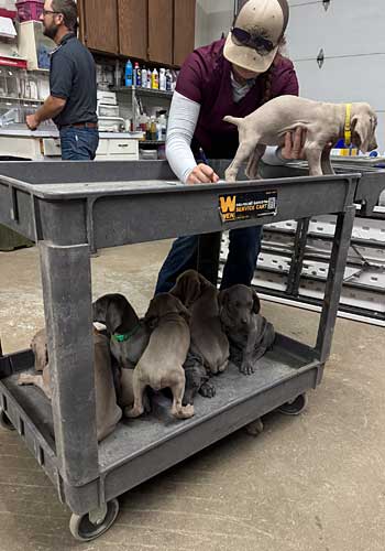 A cart full of pups! Twin Forks Vet Clinic, Wray, CO