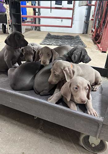 Pups on the cart - Twin Forks Vet Clinic, Wray, CO