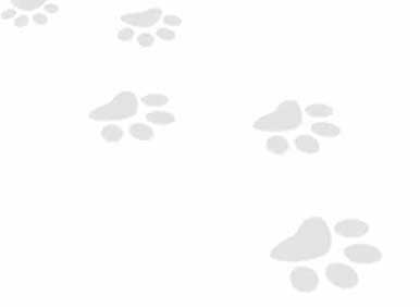 paw prints